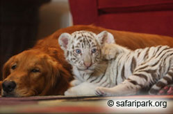 Белый тигренок и его приемная мама - собака